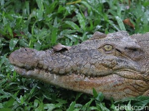 Pria di Sulut Tewas Diterkam Buaya saat Panah Ikan, Begini Kronologinya