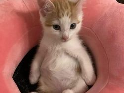 Mana Tahan Kalau Lihat Deretan Foto Kucing Ini, Gemesin Banget