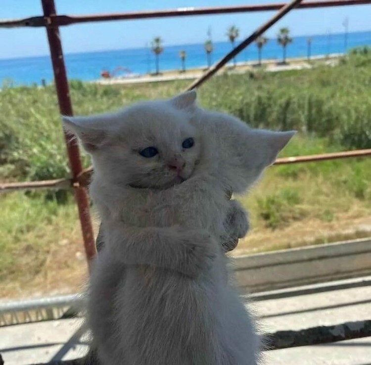 Mana Tahan Kalau Lihat Deretan Foto Kucing Ini, Gemesin Banget Mana tahan kalau lihat kelakuan kucing seperti ini. Coba deh detikers lihat sendiri. Menurut kalian foto kucing mana yang paling menggemaskan?