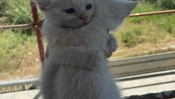 Pelukan saling menguatkan karena nggak kebagian makan nih kayaknya. Foto: (Bored Panda).