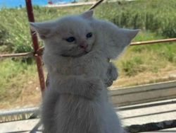 Mana Tahan Kalau Lihat Deretan Foto Kucing Ini, Gemesin Banget