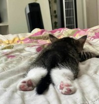 Mana tahan kalau lihat kelakuan kucing seperti ini. Coba deh detikers lihat sendiri. Menurut kalian foto kucing mana yang paling menggemaskan?