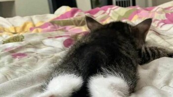 Nyaman banget kayaknya cing tungkurep gitu. Foto: (Bored Panda).