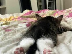 Mana Tahan Kalau Lihat Deretan Foto Kucing Ini, Gemesin Banget