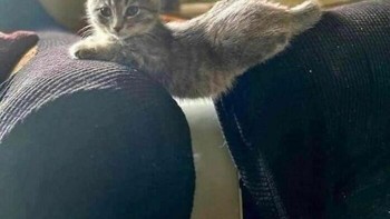 Asyik banget peregangannya di sofa. Foto: (Bored Panda).