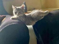 Mana Tahan Kalau Lihat Deretan Foto Kucing Ini, Gemesin Banget