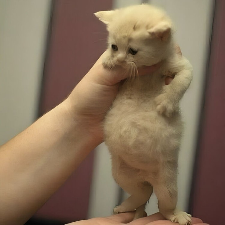 Mana tahan kalau lihat kelakuan kucing seperti ini. Coba deh detikers lihat sendiri. Menurut kalian foto kucing mana yang paling menggemaskan?