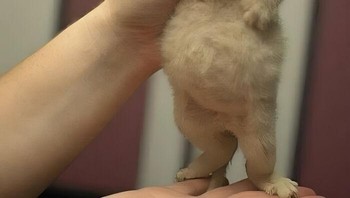 Perutnya gembul nih guys. Foto: (Bored Panda).