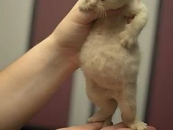 Mana Tahan Kalau Lihat Deretan Foto Kucing Ini, Gemesin Banget