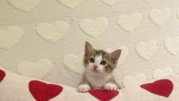 Tolong kucingnya ketiban bantal nih. Foto: (Bored Panda).