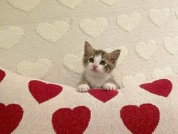 Mana Tahan Kalau Lihat Deretan Foto Kucing Ini, Gemesin Banget