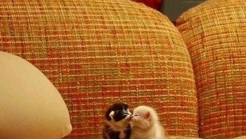 Jomblo jangan liat ya. Foto: (Bored Panda).