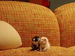 Mana Tahan Kalau Lihat Deretan Foto Kucing Ini, Gemesin Banget