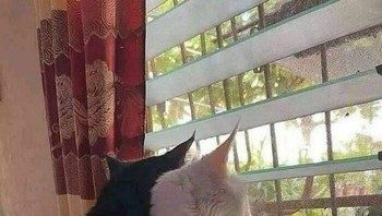 Duh, mesra banget sih cing. Seakan dunia milik berdua. Foto: (Bored Panda).