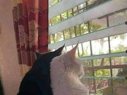 Mana Tahan Kalau Lihat Deretan Foto Kucing Ini, Gemesin Banget