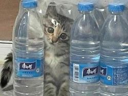 Mana Tahan Kalau Lihat Deretan Foto Kucing Ini, Gemesin Banget