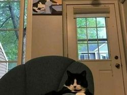 Mana Tahan Kalau Lihat Deretan Foto Kucing Ini, Gemesin Banget