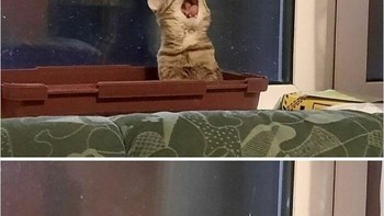 Duh ketauan nih cing lagi menguap. Foto: (Bored Panda).