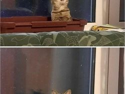 Mana Tahan Kalau Lihat Deretan Foto Kucing Ini, Gemesin Banget