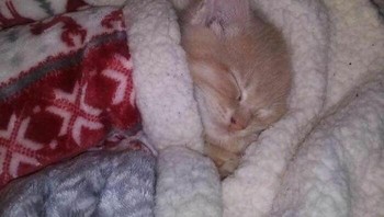 Udaranya dingin, jadi tidurnya pakai selimut deh. Foto: (Bored Panda).