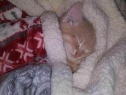 Mana Tahan Kalau Lihat Deretan Foto Kucing Ini, Gemesin Banget