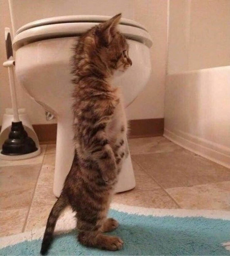 Mana Tahan Kalau Lihat Deretan Foto Kucing Ini, Gemesin Banget Mana tahan kalau lihat kelakuan kucing seperti ini. Coba deh detikers lihat sendiri. Menurut kalian foto kucing mana yang paling menggemaskan?