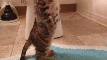 Tebak berapa lama kucing ini bisa berdiri? Foto: (Bored Panda).