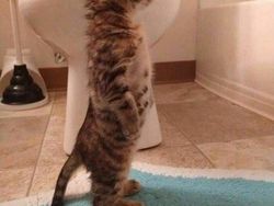 Mana Tahan Kalau Lihat Deretan Foto Kucing Ini, Gemesin Banget