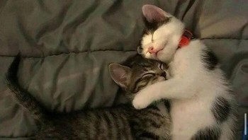 Memang paling enak tidur ditemenin ya cing? Foto: (Bored Panda).