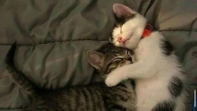Mana Tahan Kalau Lihat Deretan Foto Kucing Ini, Gemesin Banget