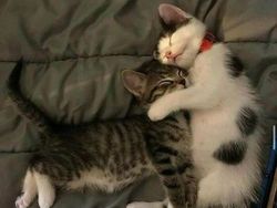 Mana Tahan Kalau Lihat Deretan Foto Kucing Ini, Gemesin Banget