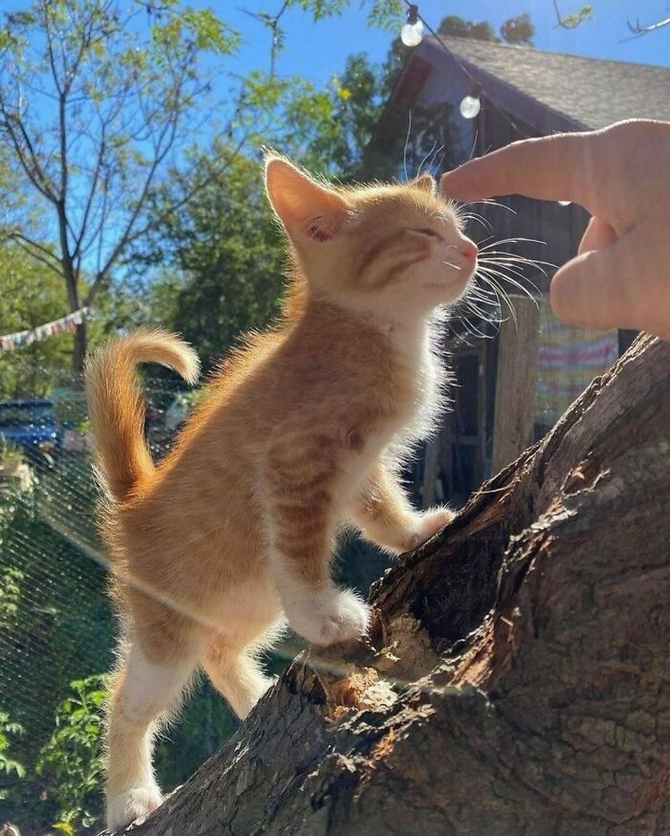 Mana tahan kalau lihat kelakuan kucing seperti ini. Coba deh detikers lihat sendiri. Menurut kalian foto kucing mana yang paling menggemaskan?