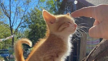 Hati-hati ini adegan menggemaskan. Proses penyaluran informasi dunia manusia. Foto: (Bored Panda).