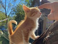 Mana Tahan Kalau Lihat Deretan Foto Kucing Ini, Gemesin Banget