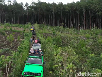 Serunya Menjelajah Hutan Pinus di Kaki Gunung Semeru dengan Mobil Offroad