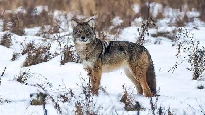 Penampakan Coywof, hewan hibrida campuran anjing, serigala, dan coyote.