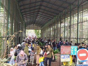 H-2 Tahun Baru 2025, Begini Situasi Ramainya Taman Margasatwa Ragunan