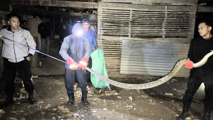 Damkar Soppeng mengevakuasi ular sanca berukuran 3 meter yang nyaris memangsa ayam ternak.