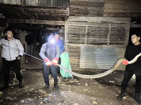 Damkar Soppeng mengevakuasi ular sanca berukuran 3 meter yang nyaris memangsa ayam ternak.