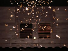 Musim Hujan Rumah Jadi Banyak Laron? Begini Cara Mudah Usirnya