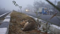 Dilansir dari IQAir, kualitas udara di Jammu, India, masuk dalam kategori tidak sehat bagi kelompok sensitif dengan skor indeks 120.  