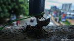 Ini JPO Dekat UIN Ciputat yang Viral Karena Rusak