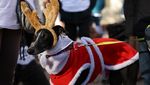 Jalan Santai Anjing Dukung Penampungan Hewan yang Kebanjiran di Valencia