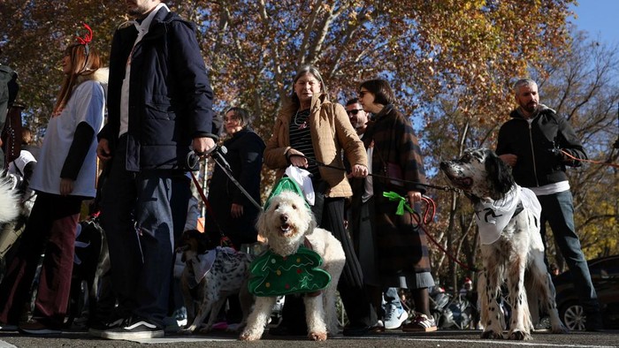 Jalan Santai Anjing Dukung Penampungan Hewan yang Kebanjiran di Valencia A dog waits for the start of the