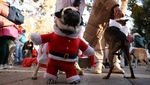 Jalan Santai Anjing Dukung Penampungan Hewan yang Kebanjiran di Valencia