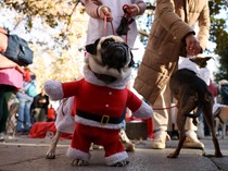 Jalan Santai Anjing Dukung Penampungan Hewan yang Kebanjiran di Valencia