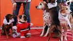 Jalan Santai Anjing Dukung Penampungan Hewan yang Kebanjiran di Valencia
