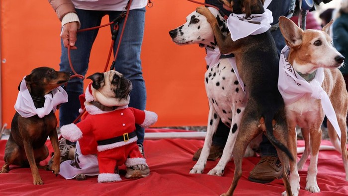 A dog waits for the start of the 