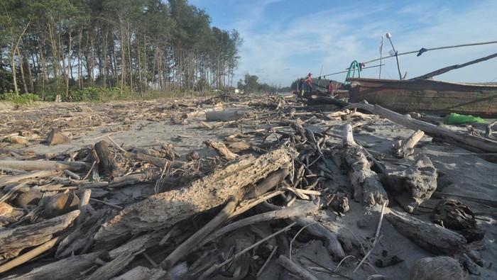 Pantai Pekik Nyaring Bengkulu Dipenuhi Sampah Kiriman Warga berada diantara material sampah sisa abrasi di pantai Pekik Nyari, Kabupaten Bengkulu Tengah, Bengkulu, Sabtu (28/12/2024). Sampah kiriman berupa kayu dan plastik yang berserakan di pesisir pantai sejak tiga bulan terakhir membuat beberapa kapal nelayan rusak dan sulit saat memarkir perahu usai melaut . ANTARA FOTO/Muhammad Izfaldi/foc.