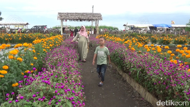 Pengunjung wisata petik sayur di Lumajang